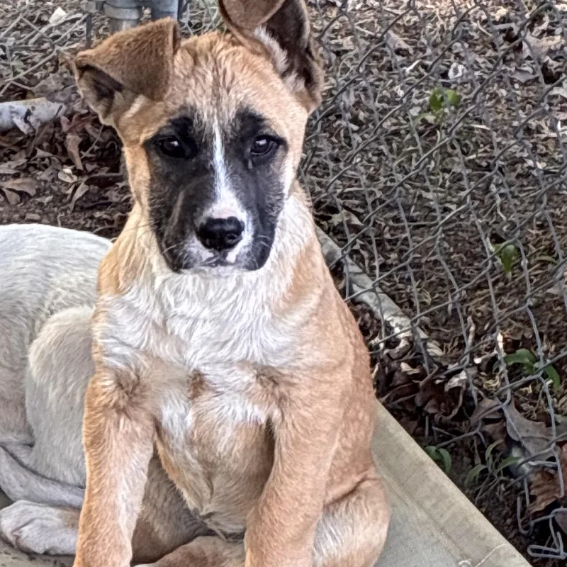 A baby small-sized female Brown / Chocolate Mixed Breed dog named Montana for adoption in Roxboro, NC