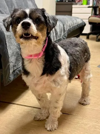 An adult small-sized female Mixed Breed dog named Ella for adoption in West Chester, PA