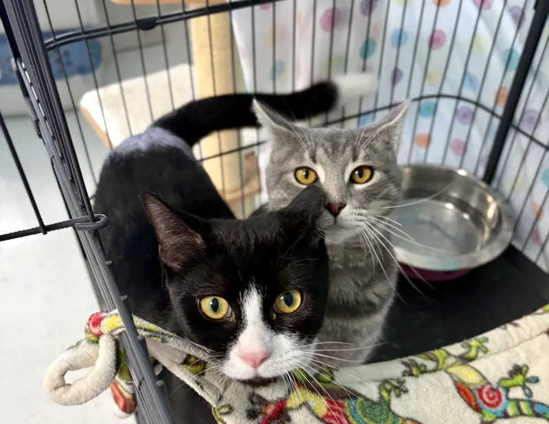 A young medium-sized male Tabby (Gray / Blue / Silver) Domestic Short Hair cat named Lynx for adoption in Bardstown, KY