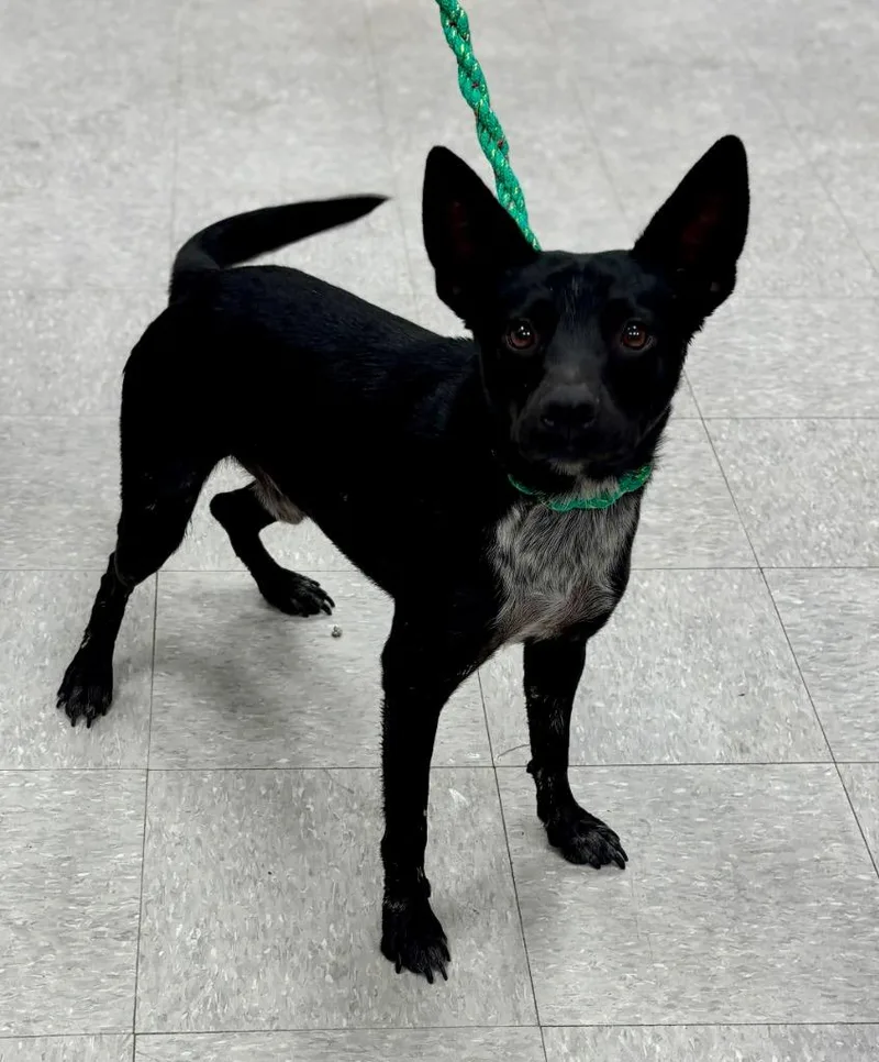 A young medium-sized male Cattle Dog dog named Bascom for adoption in Sorrento, LA