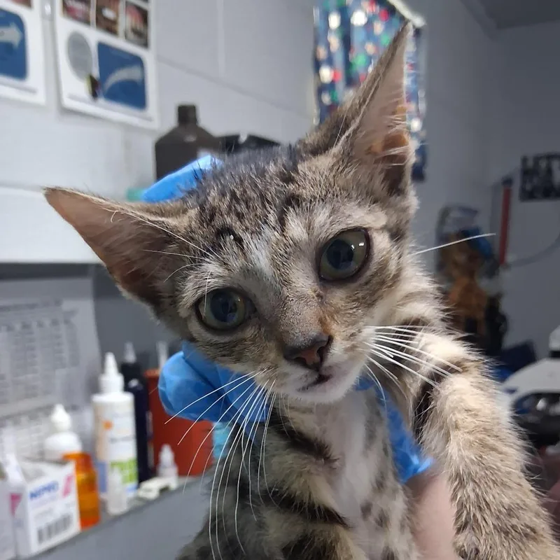 Pawmetto