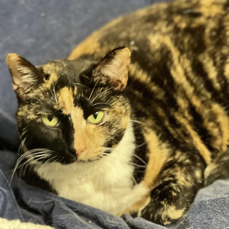 Callista thumbnail 2