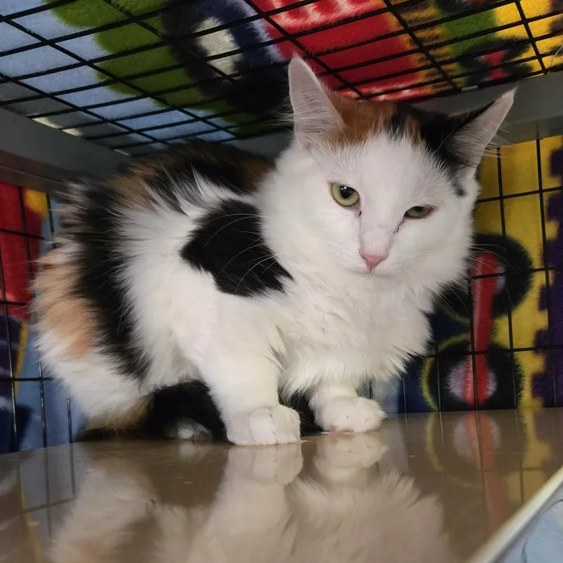 A baby medium-sized female Domestic Medium Hair cat named Cheese for adoption in Watertown, WI