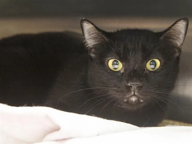 A young small-sized female Domestic Short Hair cat named Honey Bun for adoption in Phoenix, AZ