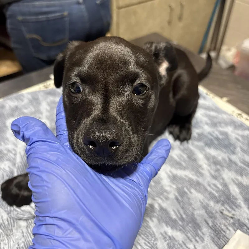 A baby small-sized female Black Mixed Breed dog named Holstein for adoption in Pensacola, FL