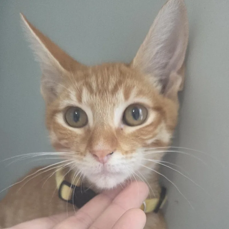 A young medium-sized male Orange & White Domestic Short Hair cat named Batty for adoption in Anderson, TX