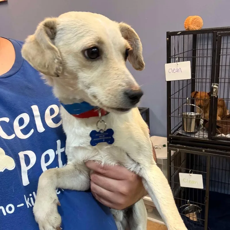 An adult small-sized male Terrier dog named Nelson Costa Mesa for adoption in Chino Hills, CA