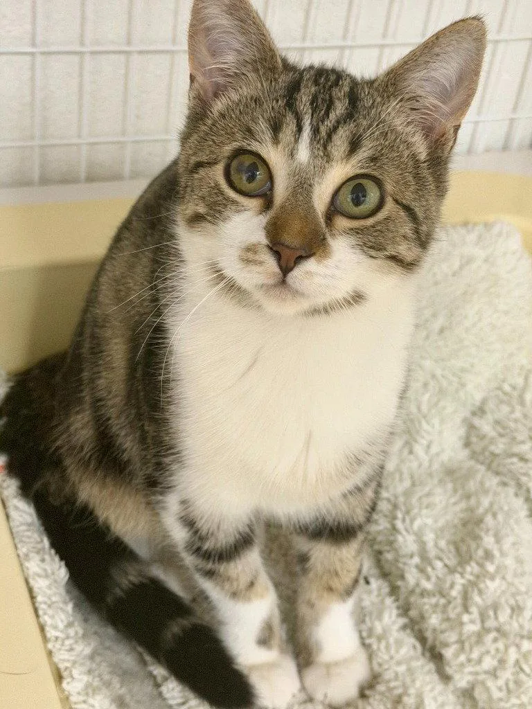 A young medium-sized male Domestic Short Hair cat named Journey for adoption in St. Helens, OR