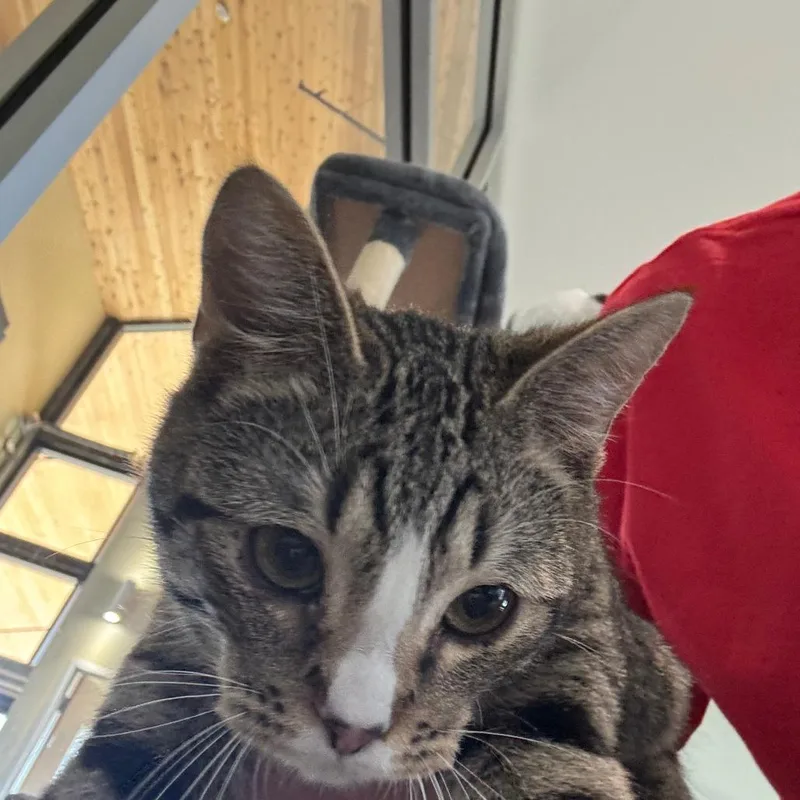 A young small-sized male Brown / Chocolate Domestic Short Hair cat named Bean for adoption in Leander, TX