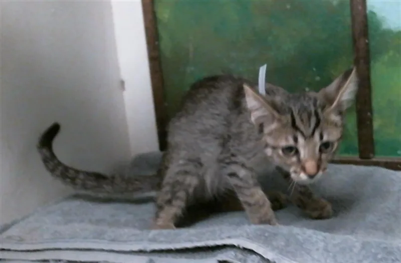 A baby small-sized male Domestic Short Hair cat named Buttercup for adoption in Houston, TX
