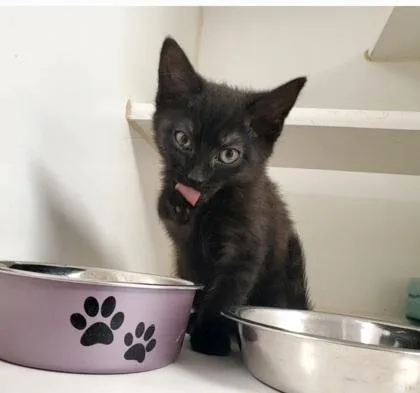A young medium-sized female Black Domestic Short Hair cat named Joretta for adoption in Reisterstown, MD