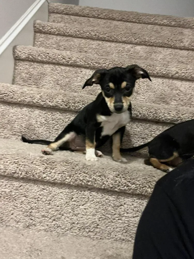 A baby medium-sized female Miniature Pinscher dog named Pearl for adoption in Willingboro, NJ