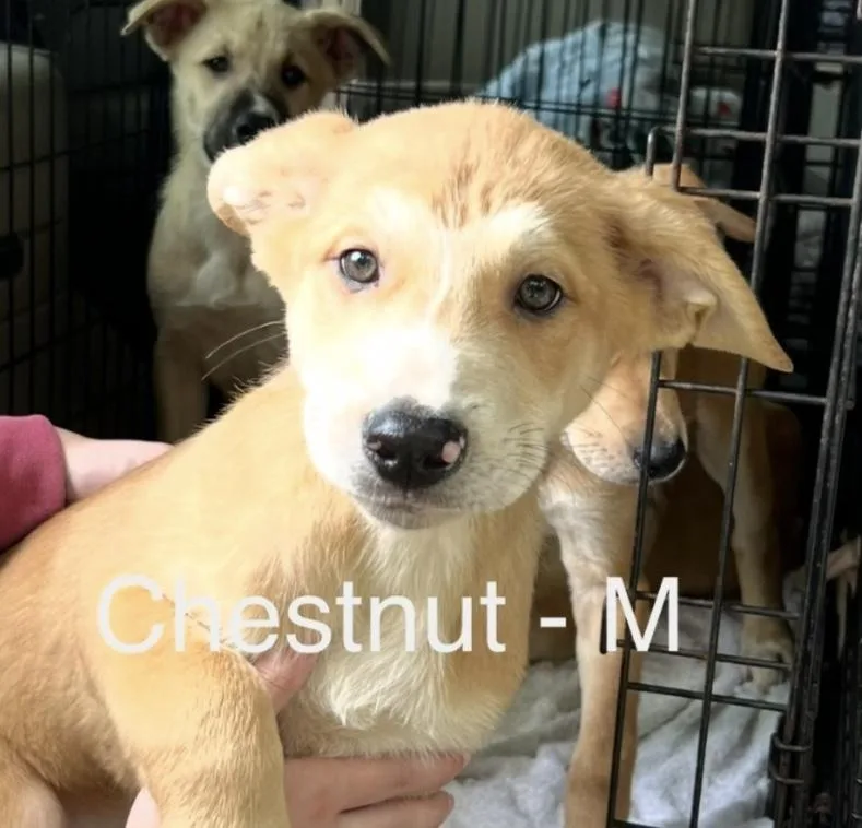 Chestnut