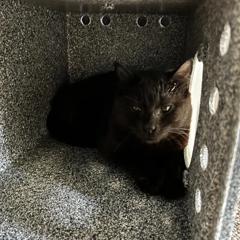 An adult medium-sized male Black Domestic Short Hair cat named Bradford for adoption in Birdsboro, PA