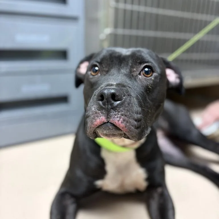 A young medium-sized female American Staffordshire Terrier dog named MONTStray for adoption in Perkiomenville, PA