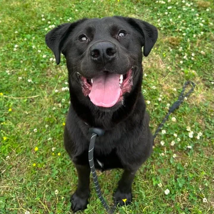 A young large-sized male Labrador Retriever dog named Kenobi for adoption in Springdale, AR