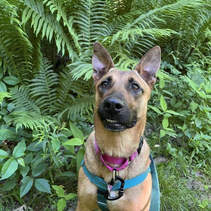 An adult large-sized female Brown / Chocolate Mixed Breed dog named Harley Queen for adoption in Fairport, NY
