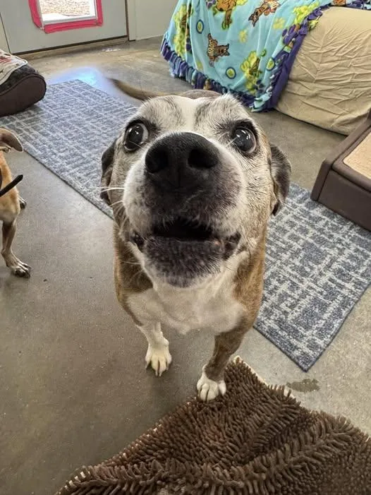 A senior medium-sized male Brindle Boxer dog named Picchu for adoption in Scottsdale, AZ