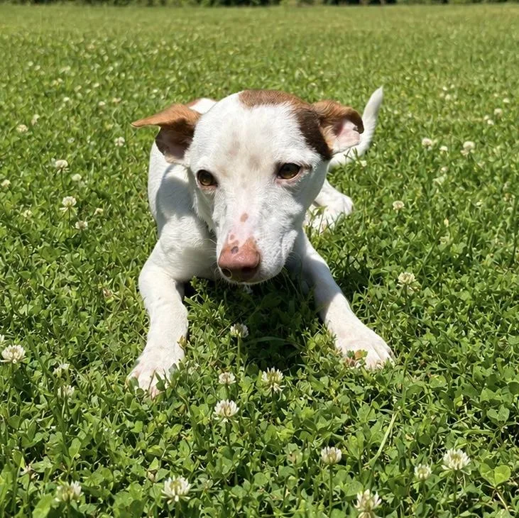 A baby small-sized male White / Cream Portuguese Podengo dog named Poquito for adoption in Waldorf, MD