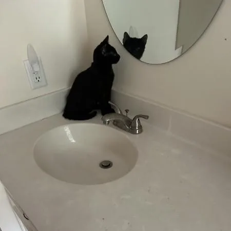 A baby medium-sized male Domestic Short Hair cat named Toby for adoption in Wilmington, NC