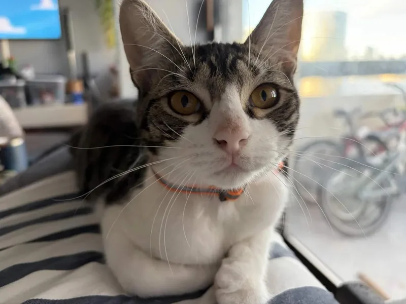 A baby medium-sized female Tabby (Gray / Blue / Silver) Domestic Short Hair cat named Sparky for adoption in Weehawken, NJ