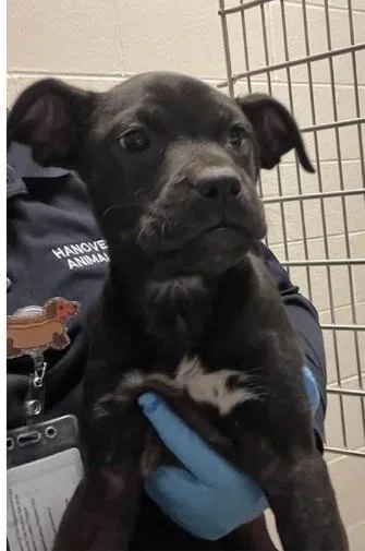 A baby large-sized female Black Pit Bull Terrier dog named Mae for adoption in Ashland, VA