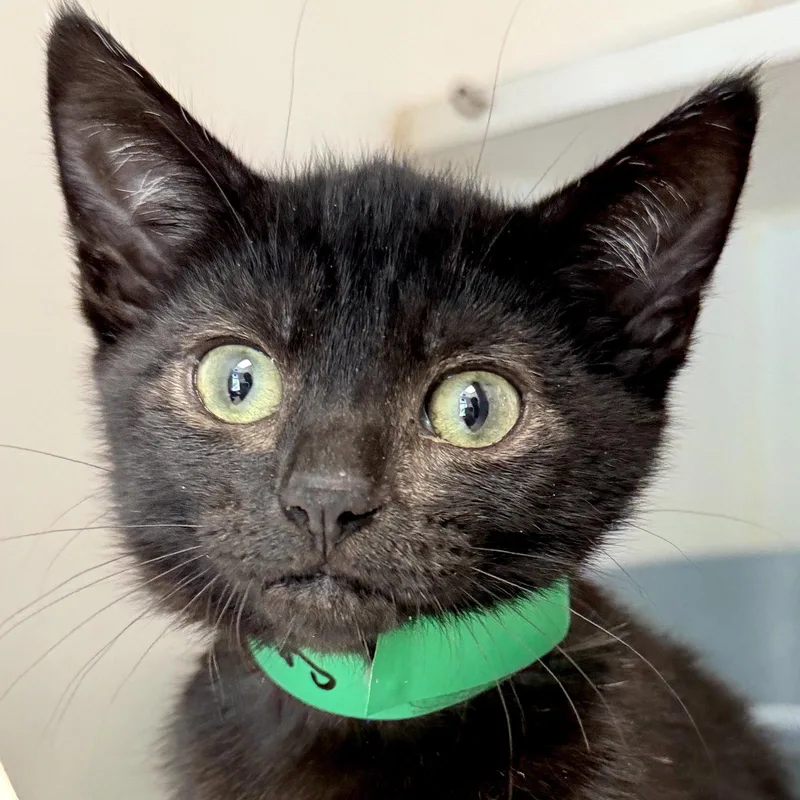 A baby small-sized male Black Domestic Short Hair cat named Palisades for adoption in Oakland, CA