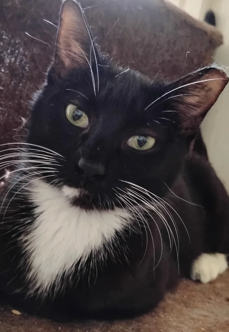 A young medium-sized female Black & White / Tuxedo Domestic Short Hair cat named Jewel for adoption in Woodland, CA