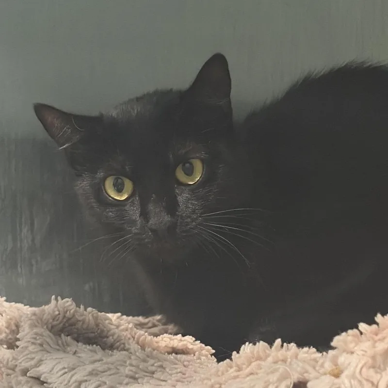 An adult medium-sized female Domestic Short Hair cat named Brooke for adoption in Cumming, GA