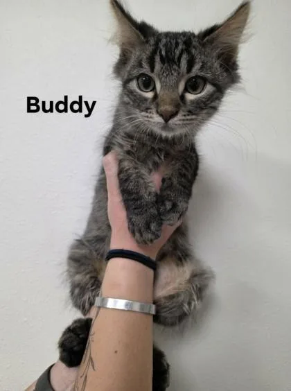 Buddy