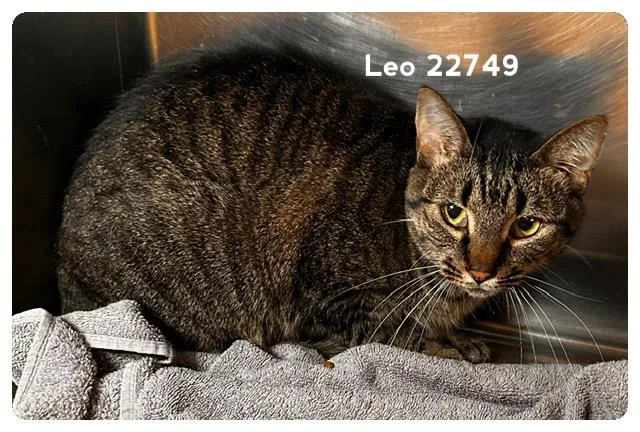 An adult medium-sized male Tabby (Brown / Chocolate) Domestic Short Hair cat named Leo for adoption in Marietta, GA