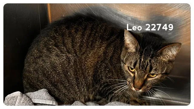 Leo thumbnail 2