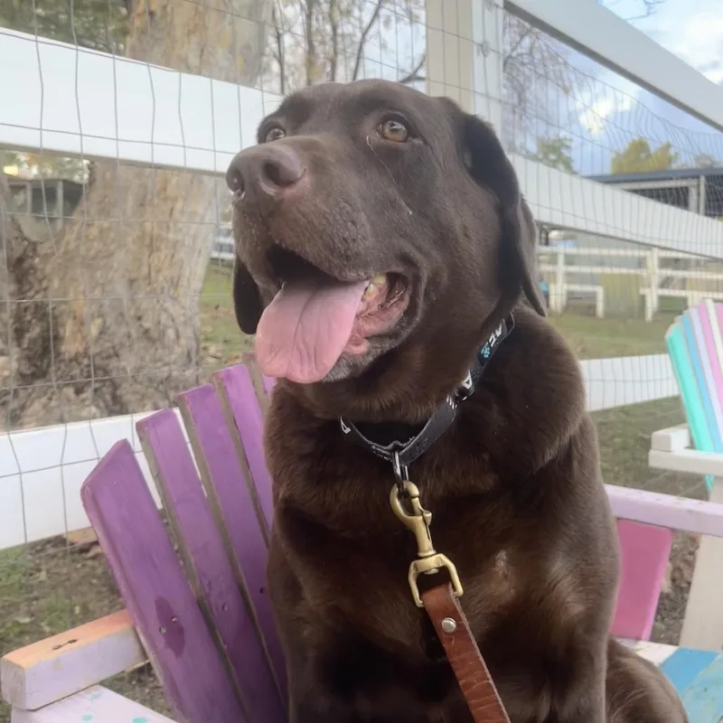 A senior small-sized female Brown / Chocolate Chocolate Labrador Retriever dog named Maya for adoption in Yucaipa, CA