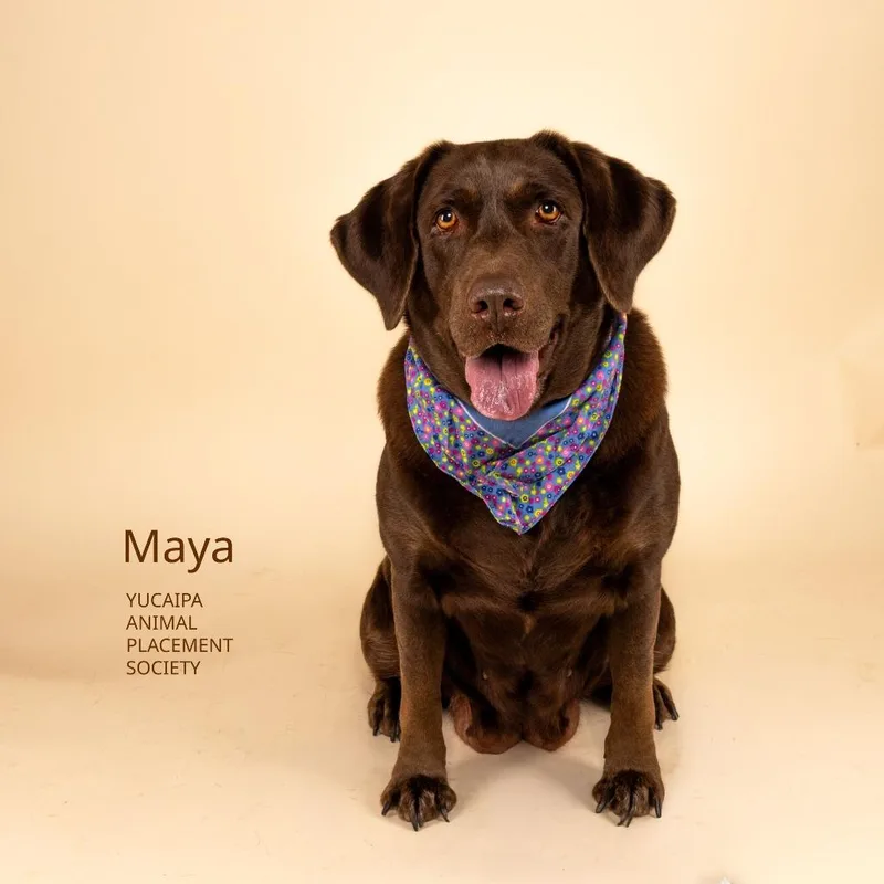 Maya thumbnail 3