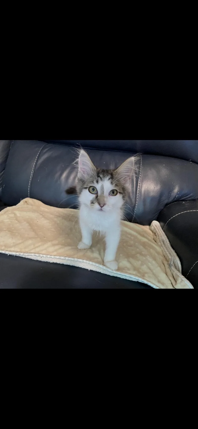 A baby small-sized male Tabby cat named Biscuit for adoption in Pittsburgh, PA