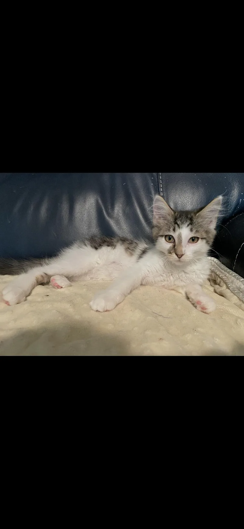 Biscuit thumbnail 2