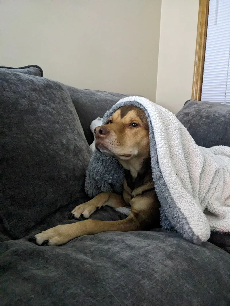 Wrangler thumbnail 2