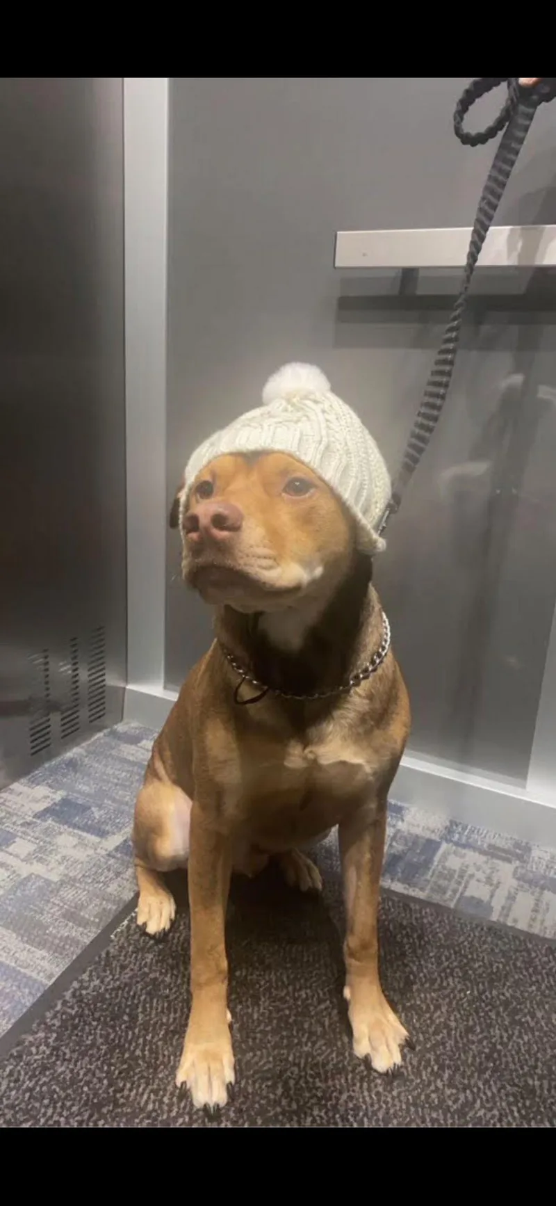 Wrangler thumbnail 3