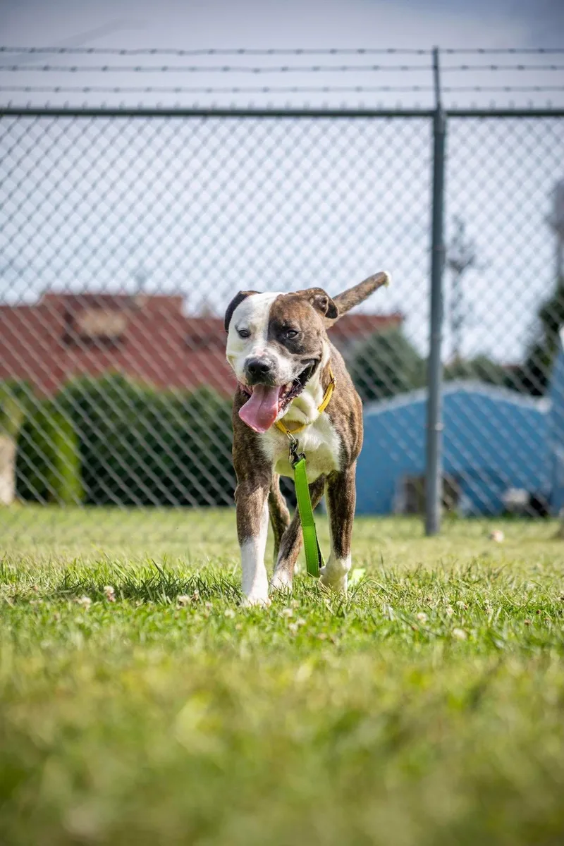 An adult large-sized male Pit Bull Terrier dog named Bowser for adoption in Valparaiso, IN