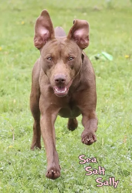 An adult medium-sized female Labrador Retriever dog named Sea Salt Sally for adoption in Mason, MI