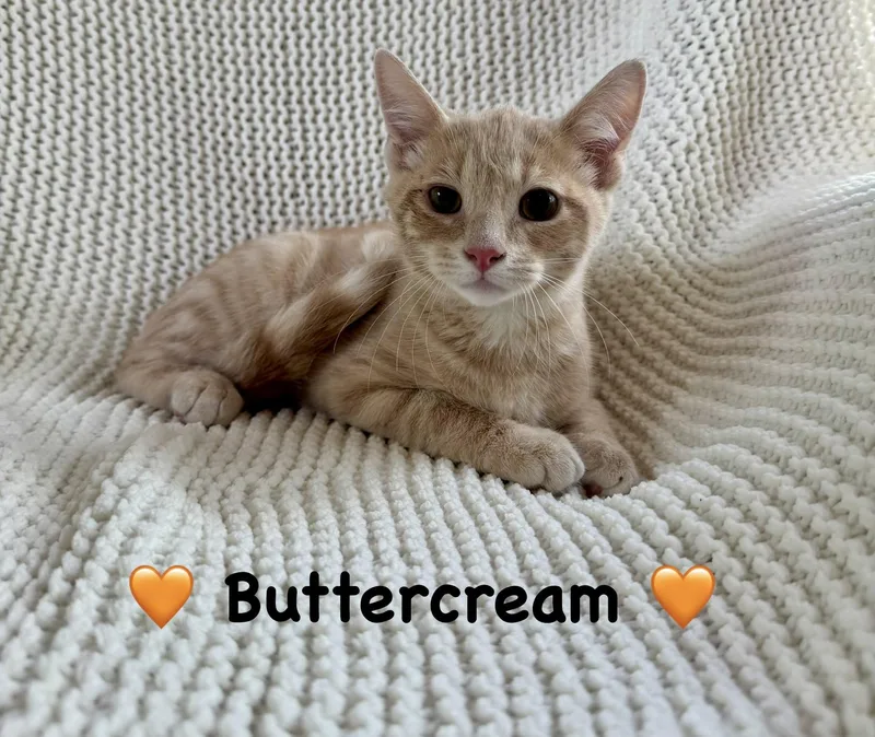 A baby medium-sized male Orange & White Domestic Short Hair cat named Buttercream for adoption in Copley, OH
