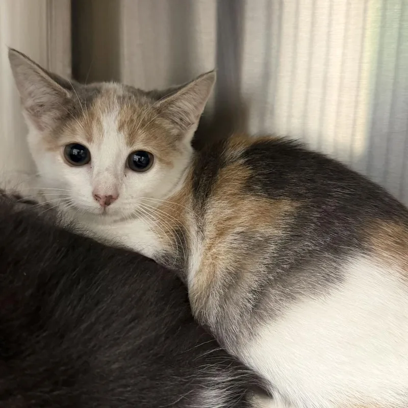 A baby small-sized female Domestic Short Hair cat named Pocket for adoption in Waynesville, NC