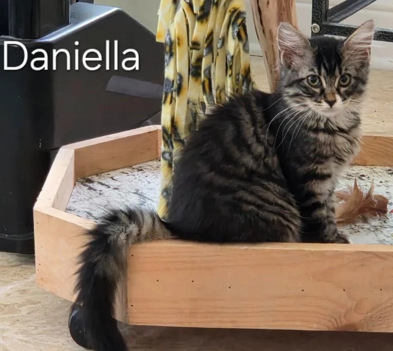 A baby small-sized female Domestic Long Hair cat named Daniella for adoption in Magnolia, TX