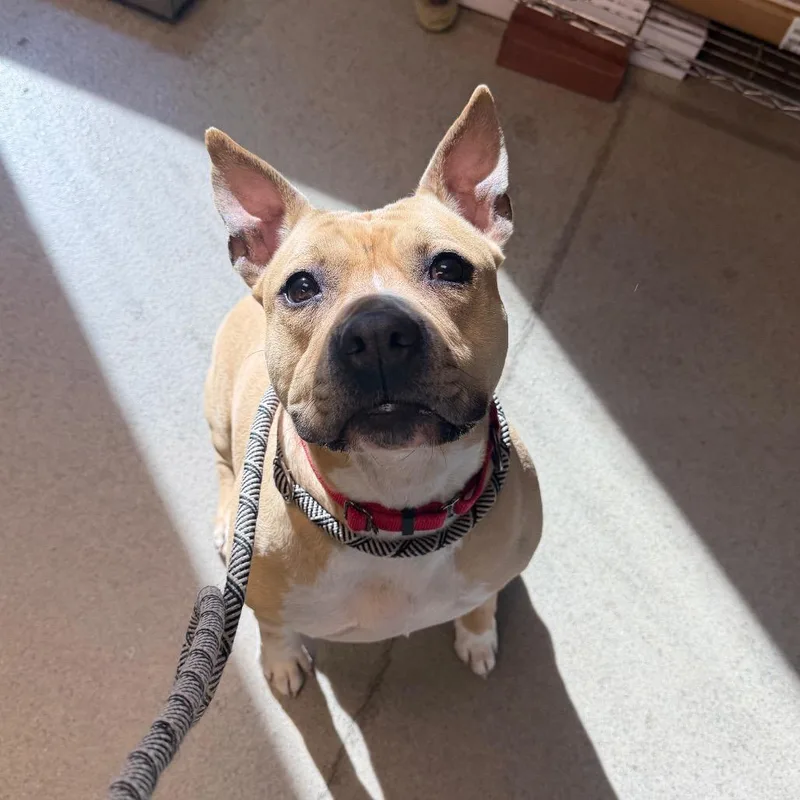 An adult medium-sized female Yellow / Tan / Blond / Fawn Mixed Breed dog named Rose for adoption in Fredericksburg, VA