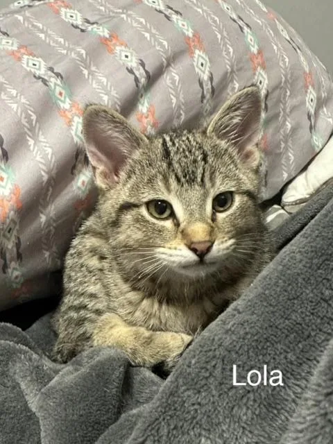 A baby small-sized female Tabby (Brown / Chocolate) Domestic Short Hair cat named Lola for adoption in Kenosha, WI