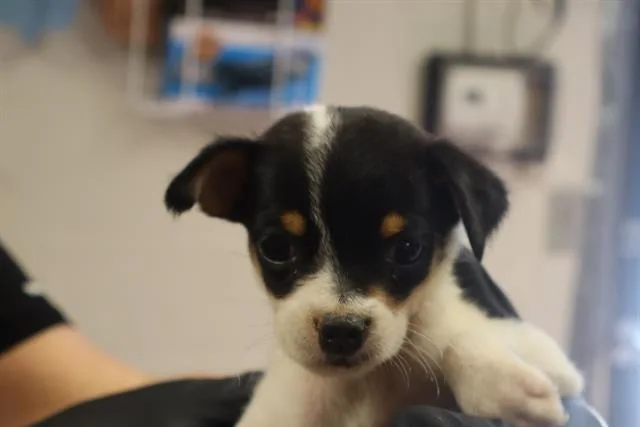 A baby small-sized female Mixed Breed dog named Sofia for adoption in Columbia, SC