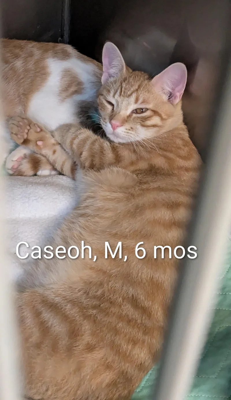 A young medium-sized male Tabby (Orange / Red) Domestic Short Hair cat named CaseOh for adoption in Bedford, VA