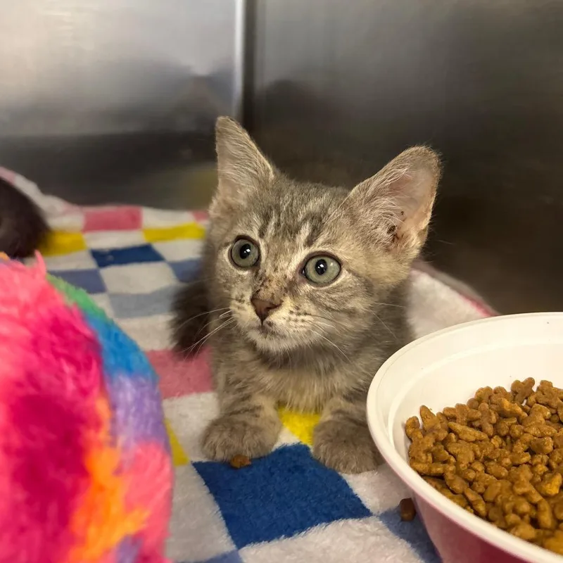 A baby small-sized male Gray / Blue / Silver Domestic Medium Hair cat named Sketch for adoption in Newark, NJ