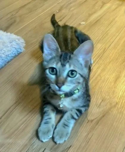 A baby medium-sized female Tabby (Brown / Chocolate) Domestic Short Hair cat named Pea for adoption in Warr Acres, OK
