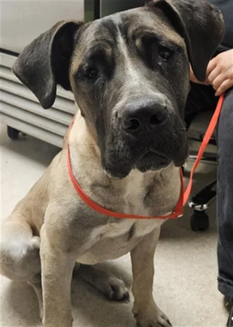A baby medium-sized male Black Mastiff dog named Risky for adoption in Thousand Oaks, CA
